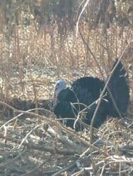 купить чау чау в бишкеке: Продаю | Индюшка (самка), Индюк (самец) | Полукровка, Черный принц | На забой, Для разведения | Племенные — 4