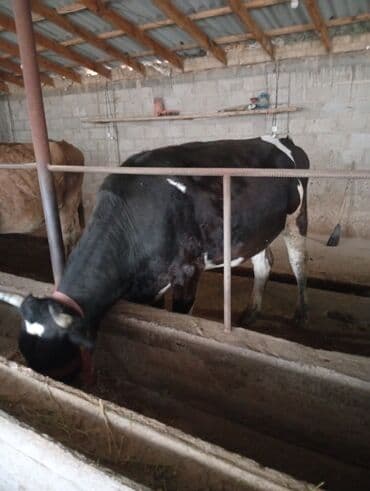 племенные коровы молочные купить: Продаю | Корова (самка) | Для молока | Стельные — 2