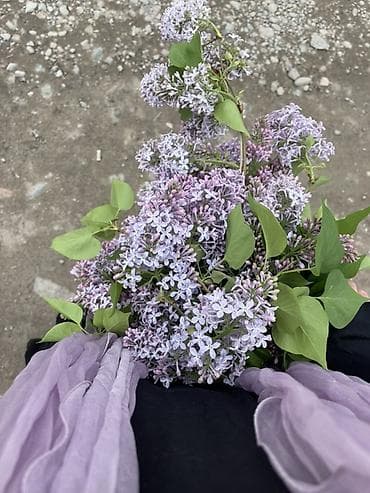 корзины для цветов: Букет сирени, нежно‑лиловые соцветия - Состав: свежесрезанные ветки — 4