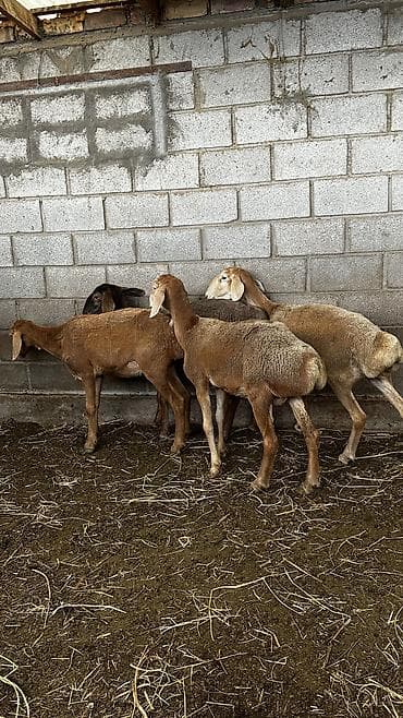 рыбки аквариумные бишкек: Продаю | Овца (самка) | Арашан | Для разведения | Матка — 5