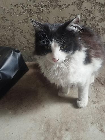 ищу кота для вязки бесплатно: Отдам в добрые руки, черно белые два мальчика, черные мальчик и — 2