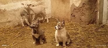 сибу ину: Щенки (смотрите фото) - Возраст: щенки, пушистые, крепкие. - Окрас — 2