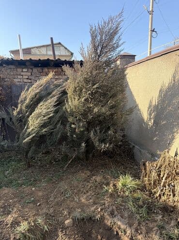 хвойные деревья: Саженцы деревьев: Ели, Платная доставка, Самовывоз — 9