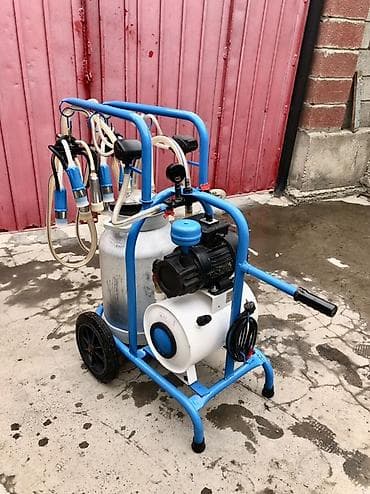 будка бу: Продаю | Корова (самка) — 5