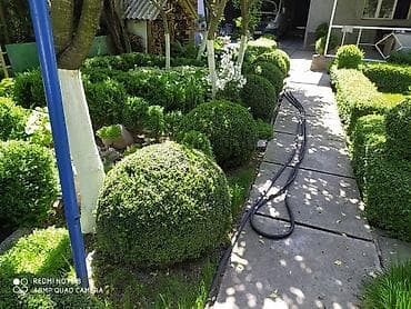 дубовый веник цена: Продаю Самшит, Большой выбор, цена Договорная. Сергей — 2