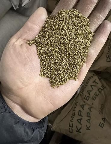 кукуруза местная: Семена кормовых растений: Люцерна — 4