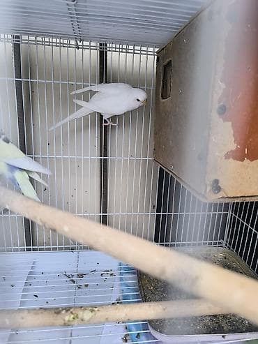 ордок быжы: Срочно продаю попугай волнистый самка белого цвета, без клетки — 1