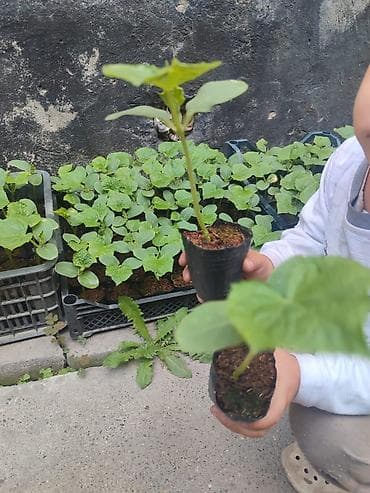 тыква: Бадыраңсорту Белек көчөт сатылат ! 1шт 18 сом — 2
