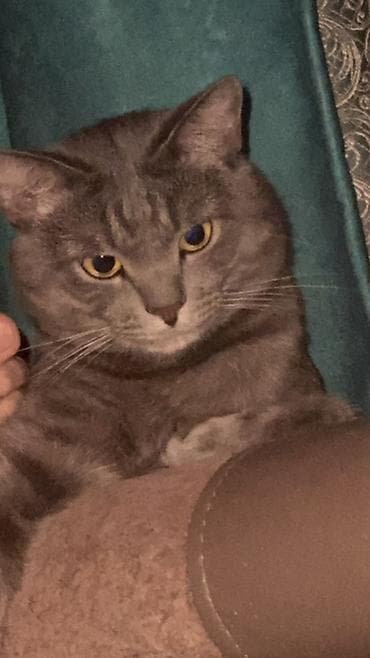 Животные: 3 года, Мальчик, Кастрирована, Приучена к лотку — 4