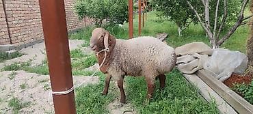 корм для кур цена: Продаю | Баран (самец) | Для разведения — 1