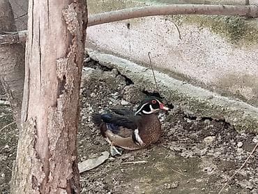 Каролинка (каролинская утка), самец — декоративная водоплавающая птица