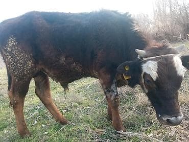 витамины для коров: Продаю | Бык (самец) | На откорм | Привязанные — 2