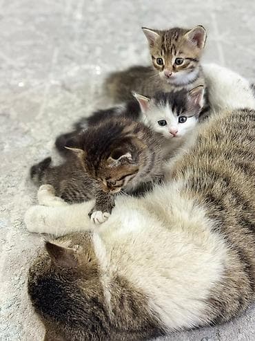 кошка без шерсти: Котята домашние, от ласковой кошки-мамы. Помёт разнополосый: - — 2