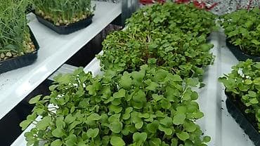 дунганская кухня бишкек: Микрозелень в кассетах - Ассортимент: микрозелень редиса, гороха — 1