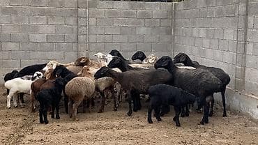 купить барана: Продаю | Овца (самка), Ягненок | На забой, Для разведения | Матка, Ягнившаяся — 3