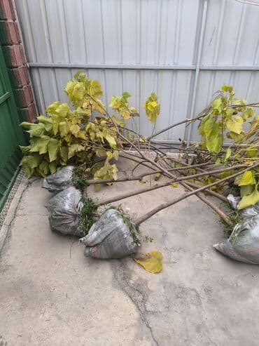 семена чеснока: Продаю саженцы хвойные. Можжевельник. Туя коллоновидная.Туя книжка — 13