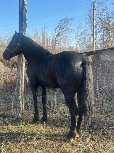 Иттер: Сатам | Байтал | Көбөйтүү үчүн — 6