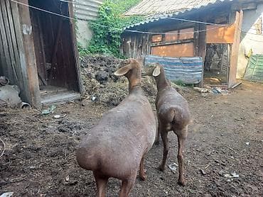 кошка шотланская: Продаю | Овца (самка) | Для разведения | Матка — 4