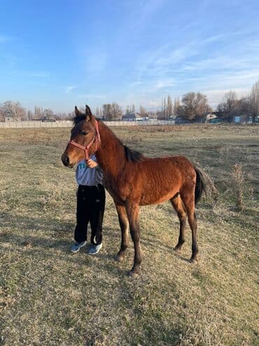 Шкафы для трансформатора: Продаю | Жеребенок | Конный спорт — 1