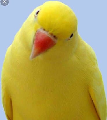 домик для волнистых попугаев: Попугаи разных видов. Хорошо учатся говорить и приручаются к рукам. В — 15