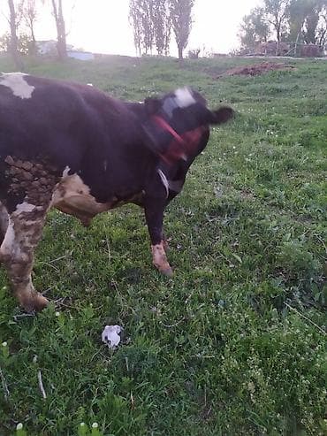питбуль ит: Продаю | Бык (самец) | Для разведения | Привязанные — 3