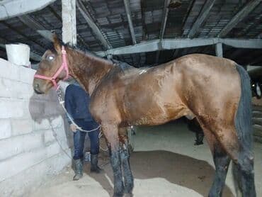 полша ат: Продаю | Конь (самец) — 4