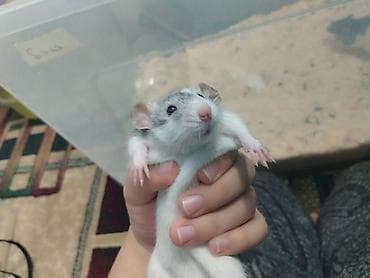 💖 Готовый комплект: 2⃣ ласковые крыски + укомплектованный дом! 🐾🎈• — 3