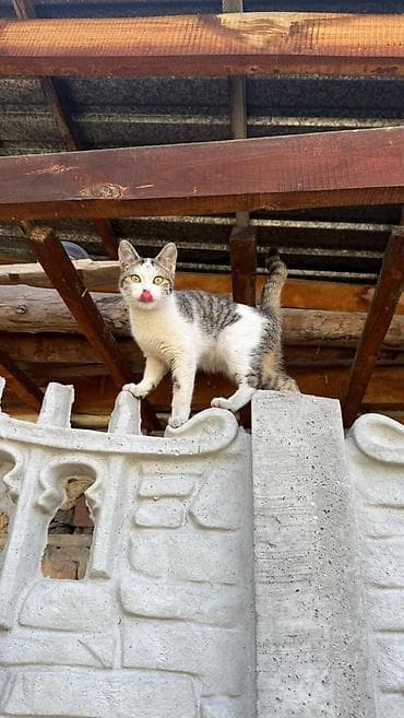 балкон для кошек: Котенок ищет свой дом и любящих хозяев. Очень ласковая, домашняя - — 3