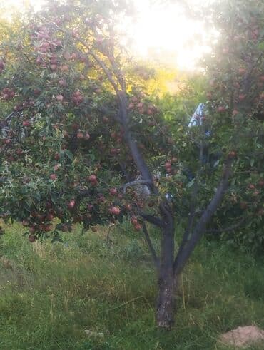 дом селе: Дача, 24 м², 2 комнаты — 6