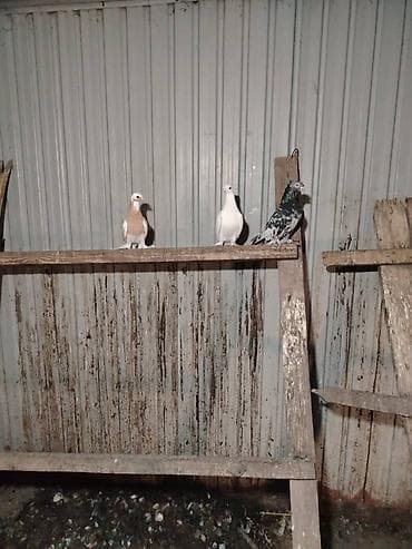 попугай каракол: Продаю Галубей разных пород село беловоцк — 4