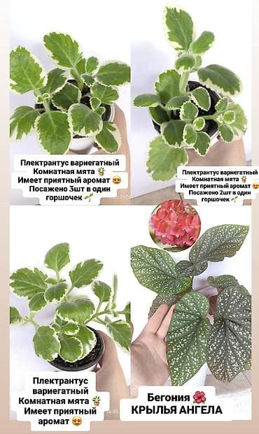 бишкек постельное белье: Продаю комнатные растения, цветы ❗цены разные от 150сом и выше ❗ — 5