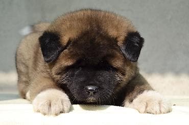 австралийский терьер: 2 месяца, Самец, С прививкой, С родословной — 7