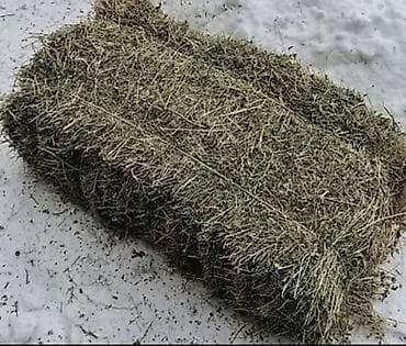 домашние птицы: 100 тук чоп сатылат, чон-чон пресстелген Сено в тюках - — 1