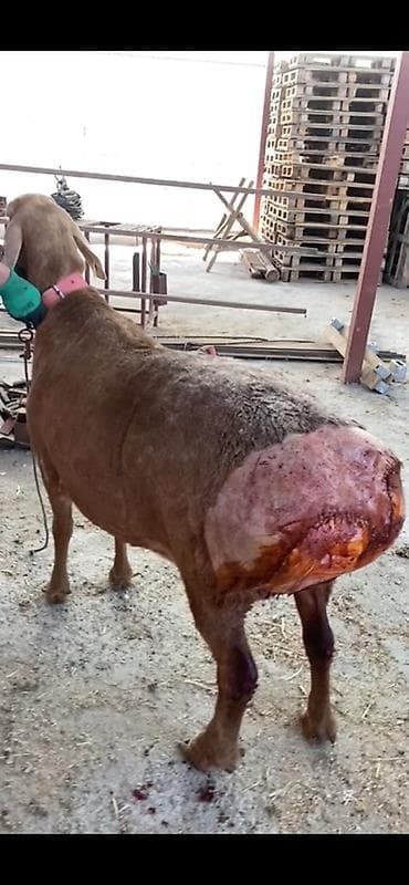 Услуги ветеринара: 🐄 VetProKg ✔️ Тажрыйбалуу адис ✔️ Чакыруу менен чыгуу ✔️ — 3