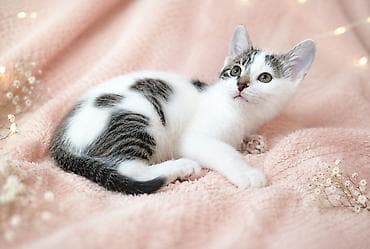 отдам котят: 2 месяца, Девочка, Приучена к лотку — 1