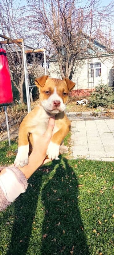 собаки на продажу: Амстафф, 1 месяц, Самец — 3