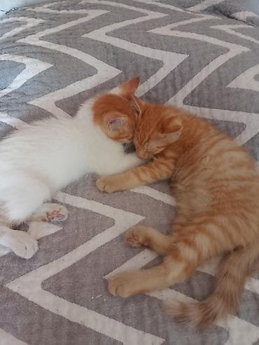 коша: Кошка даром: Беспородная, 2 месяца, Мальчик — 3