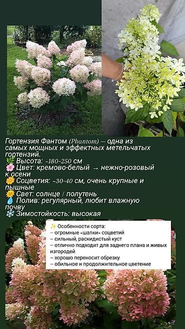 куплю контенир: Саженцы — 1