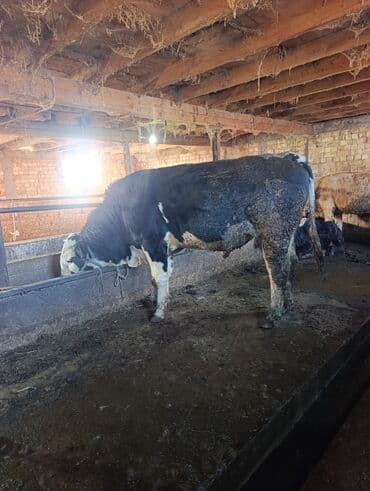 породистые собаки в добрые руки: Продаю | Бык (самец) | Для разведения | Привязанные — 1