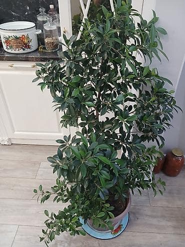 Комнатные растения — фикусы (Ficus benjamina) - Два взрослых