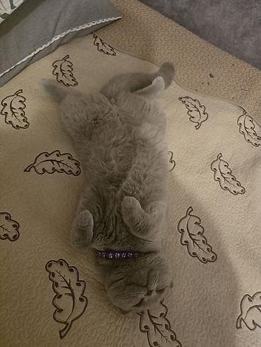 Кошка даром: Скотиш Фолд (Шотландская вислоухая), Девочка — 3