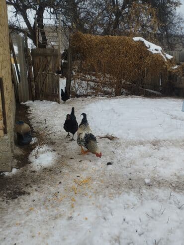 домашняя кошка: Продаю | Петух — 1