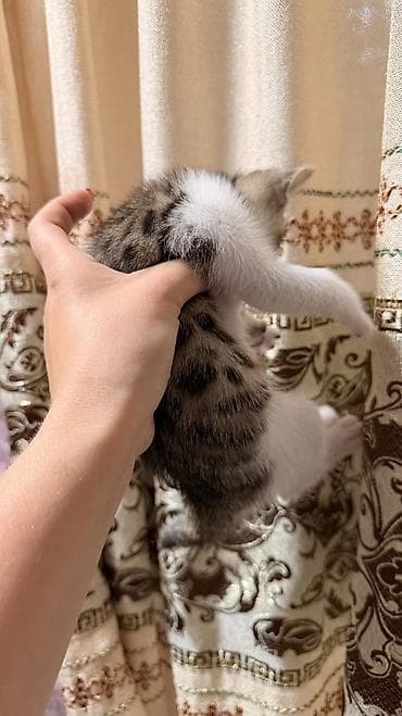 стрижка животных: Продаю котенка: мальчик!Мама бенгальская, папа турецкая Ангора — 4
