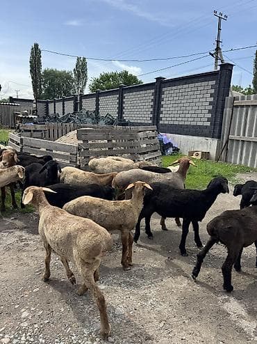 зоосалон "грумира" бишкек: Продаю баран только оптом — 3