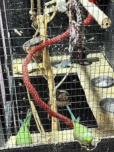 морской аквариум купить: Пара ожерелье пара карелы и певчий самец попугаи цена за все Или — 5