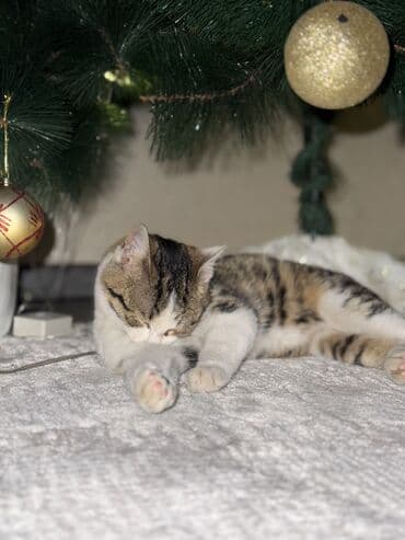 ищу котят: 5 месяцев, Мальчик, Приучена к лотку — 5