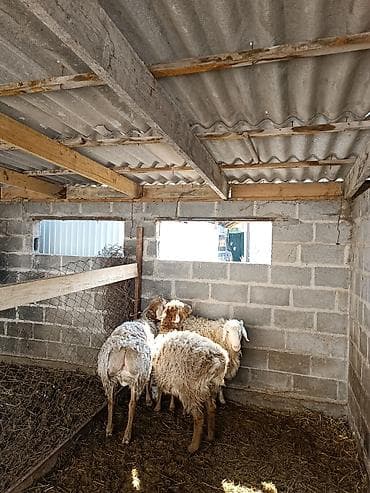 рынок собак в бишкеке: Продаю | Овца (самка) | Полукровка | Для разведения | Ярка — 1