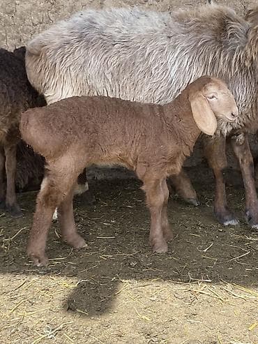 пастушья собака: Продаю | Ягненок | На забой | Племенные — 2