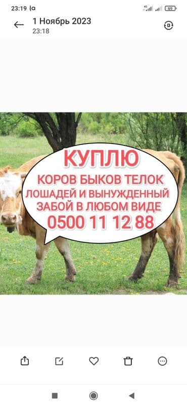 продажа быков: Куплю | Коровы, быки, Лошади, кони | Круглосуточно, Любое состояние, Забитый — 1