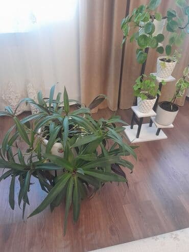 примула комнатные: Коллекция комнатных растений в кашпо: - Фикус эластика — 3